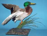 Mallard